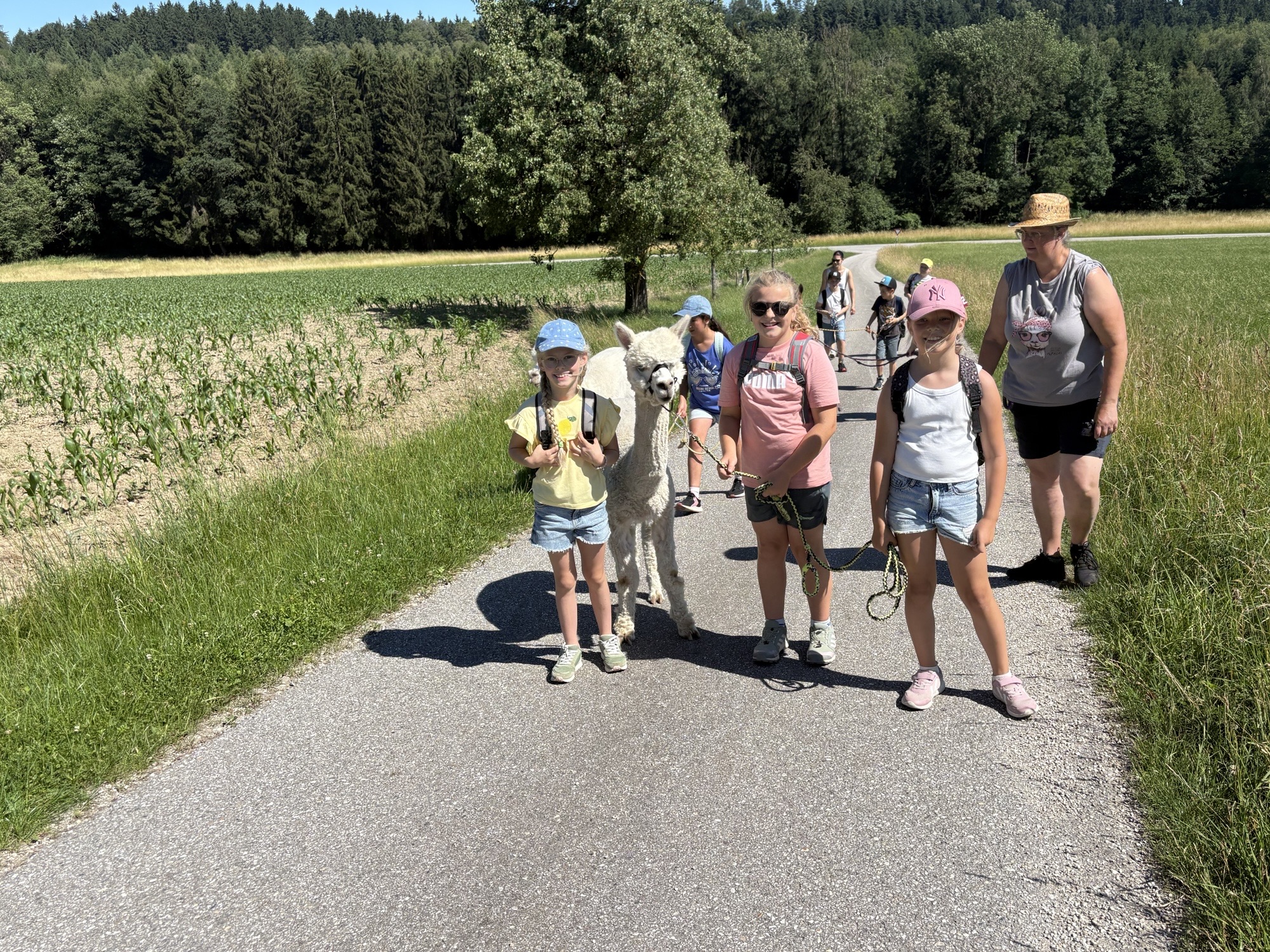 Alpakawanderung bei den Innviertler Alpakas